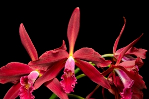 Cattleya  Zip Red Velvet AM/AOS 81 pts.